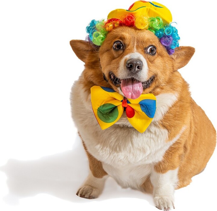 Midlee Clown Dog Costume Hat Wig & Bowtie ShopStyle Pet Clothing