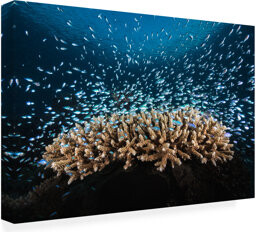 Bolog Barathieu Gabriel Underwater Life Canvas Art