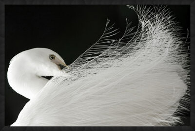 Wendover Art Group Exquisite Egret by Lillian August - Picture Frame Photograph on Paper