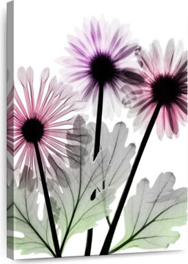 Lark Manor Harnek Vanishing Brilliance II