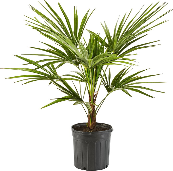 Expert Gardener 10" Windmill Palm Live Plant