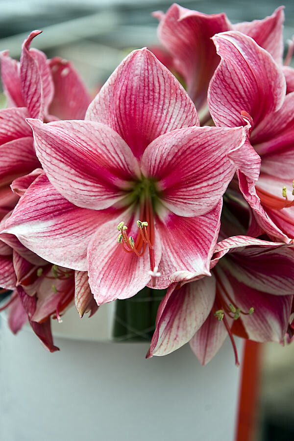Amaryllis ‘Gervase’ Bulb at Terrain
