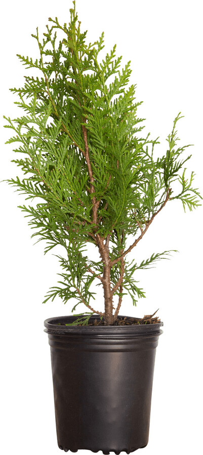 Flowerwood Green Giant Arborvitae (2.5 Quart) Fast Growing Evergreen Thuja Tree - Full Sun Live Outdoor Plant