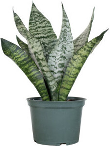 United Nursery Sansevieria Zeylanica Snake Live Indoor Houseplant In 6 Inch Grower Pot