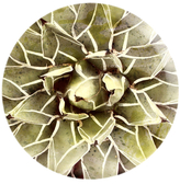 Thumbnail for your product : Oliver Gal Cactus Flower (Round Acrylic)