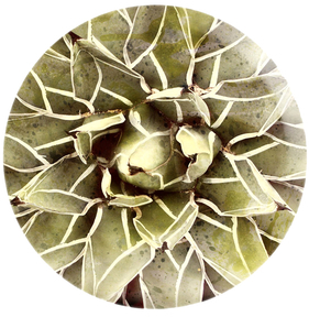 Oliver Gal Cactus Flower (Round Acrylic)