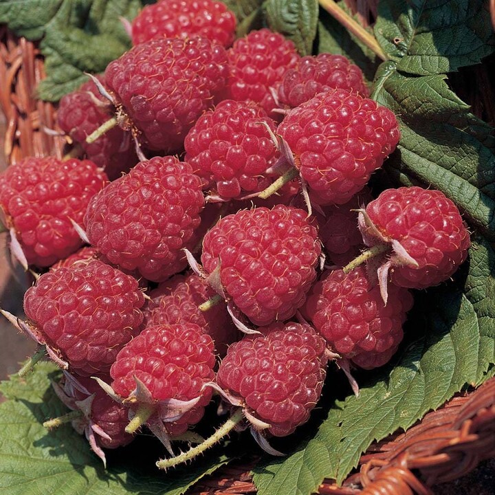 Etsy 5 Raspberry Plants Joan J - Completely Thornless, Everbearing, High-Yielding, | 5 Lrg 1 Year Old Bare Root Canes Zone 4-8
