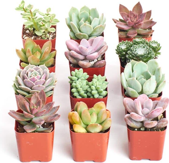 ShopSucculents 2 in. Premium Pastel Succulent (Collection of 12)