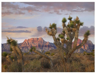Global Gallery "Joshua Tree, Spring Mountains, Red Rock Canyon Conservation" Paper Ar