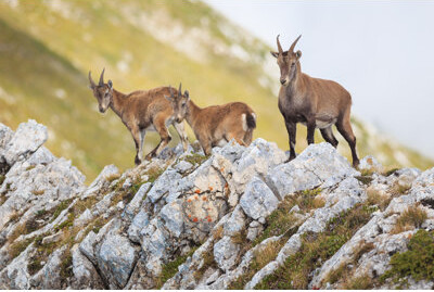 Millwood Pines Ibex Family in the Alps by Gui00878