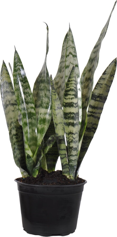United Nursery Live Sansevieria Zeylanica Plant 14-18 inches Tall in 6-inch Grower Pot