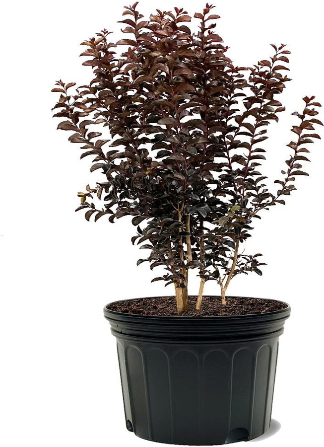 Black Diamond Blooms 3-4 ft. tall Purely Purple Crape Myrtle Live Tree in 7-Gallon Grower Pot