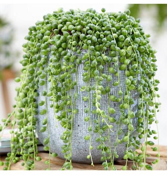 Senecio Rowleyanus String of Pearls ShopStyle Garden Decor