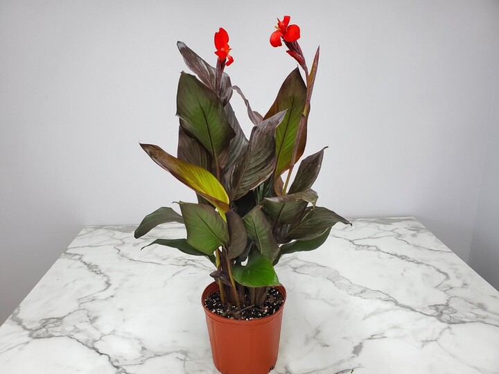 Canna Plant - Red Lily Easy Care Outdoor Live Garden Plants Flower Overall Height 18" To 22"
