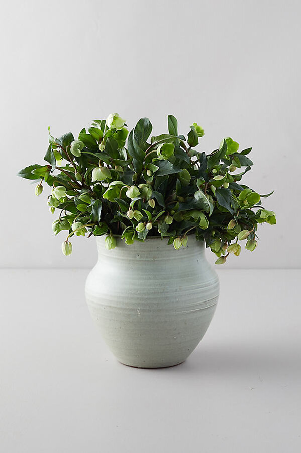 Fresh Hellebore Bouquet at Terrain