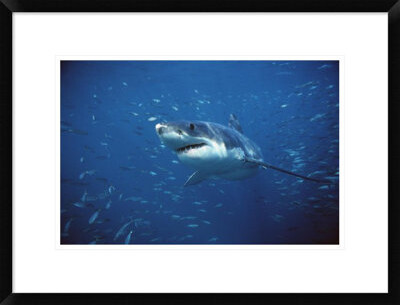 Global Gallery 'Great White Shark Swimming Through a School of Fish, Neptune Islands, South Australia' Framed Photographic Print