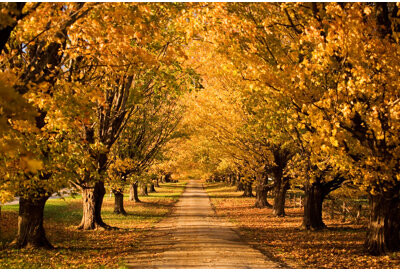 Ebern Designs Autumn Road by Bluestocking