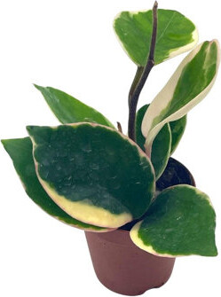 Florida House Plants Hoya Krimson Queen Crimson Queen In A 2 Inch Pot Variegated Tricolor Pink A