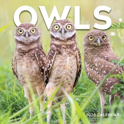 TFPublishing 2026 Owls Wall Calendar By Tf Publishing