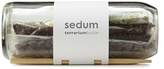 Thumbnail for your product : Sedum Terrarium Bottle
