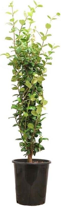 Alder & Oak 5 Gal. Staked Star Jasmine Evergreen Vine Plant