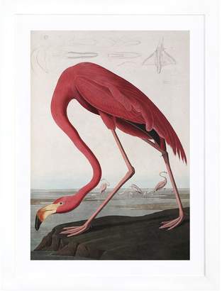 iCanvas Flamingo Drinking at Water's Edge (Canvas)