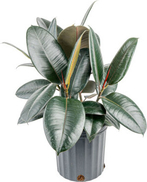 Costa Farms Indoor Burgundy Rubber House Plant in 10-inch Grow Pot