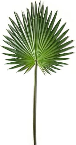 8 Pack: Green Fan Palm Stem by Ashland®
