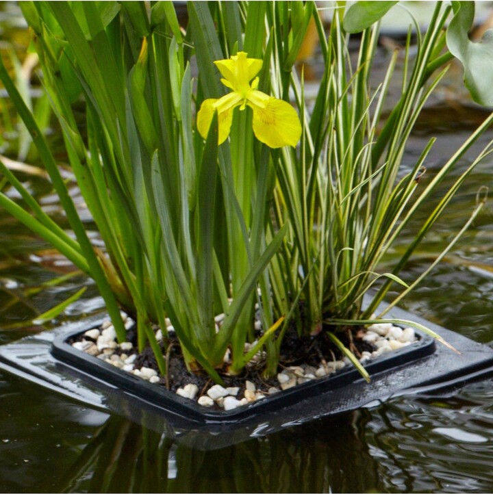 Complete Pond Floating Raft kit plants, gravel & raft ShopStyle