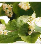 Thumbnail for your product : Jo Malone TM) French Lime Blossom Cologne