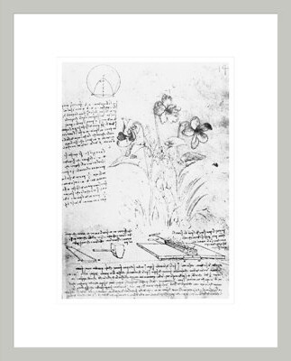 Red Barrel Studio Botanical Study fol. 14r from the Codex Atlanticus by Leonardo da Vinci -Framed Giclee Print