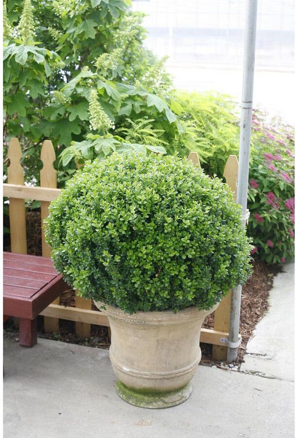 PROVEN WINNERS 2 Gal. Sprinter Boxwood (Buxus Microphylla) Live Evergreen Shrub