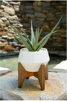 Thumbnail for your product : Flora Bunda 20In Aloe In 8.5In Geo Ceramic Pot On Wood Stand