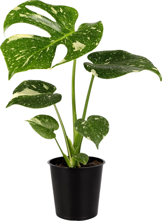 Green Circle Growers Wild Interiors Thai Constellation Green and Cream Monstera Live Plants in 5” Grower Pot, House Plant, Bright Indirect Light