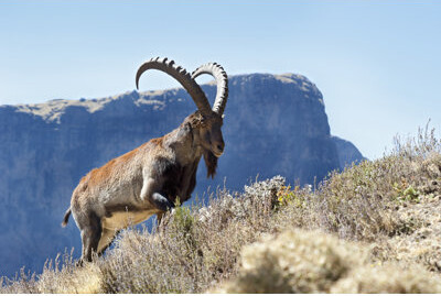Millwood Pines Rare Wildlife Shot of a Walia Ibex, Simien Mountains, Ethiopia by Guenterguni