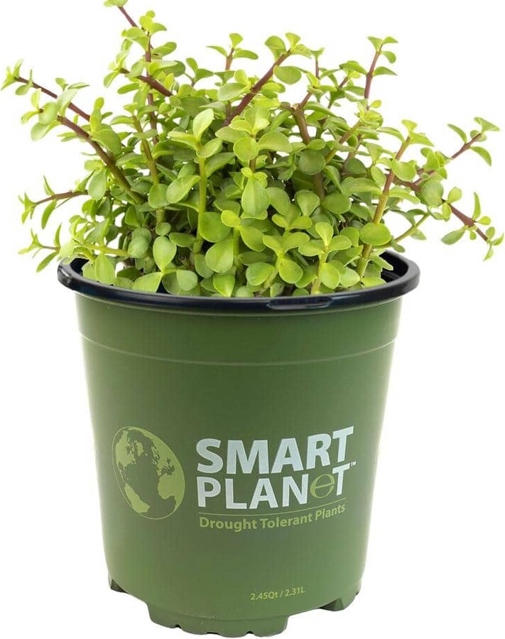Smart Planet 1Gal.  Flowering Portulacaria, (Elephant Bush) with Lavender Blooms in Single Grow Pot
