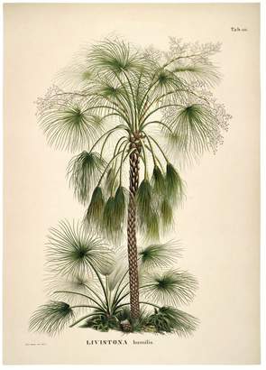 The Dybdahl Co. Livistona Humilis. Botanical Palm Print
