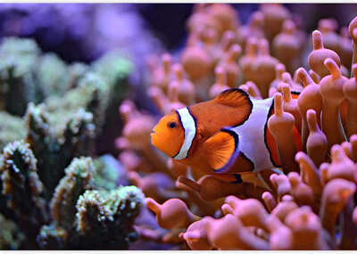 IDEA4WALL Clown Fish Close up Anemone Underwater Paintable Wall Mural