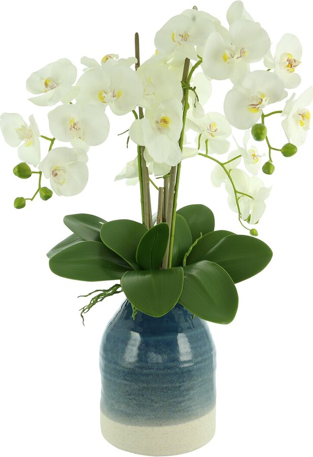 Creative Displays White Orchids Arranged In A Blue & White Vase ShopStyle