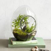 Thumbnail for your product : west elm All-Glass Terrariums