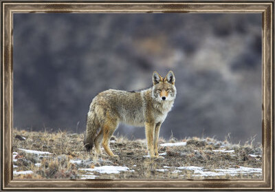 Millwood Pines 'Yellowstone Coyote' Framed Photographic Print