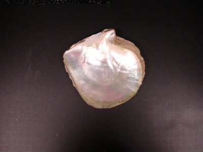 Matrix-Z 4" x 4" Authentic SeaShell Listello/Border Tile Tile Seamless Mosaic in Pink Shell