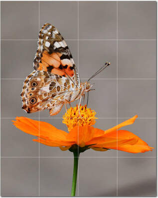 Picture-Tiles.com Butterfly Photo 6'' x 6'' Satin Ceramic Decorative Mural