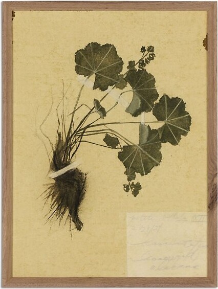 Amber Lewis x Four Hands Petite Study No. VII in Brown, Size: 14.5 In. x 18 In.