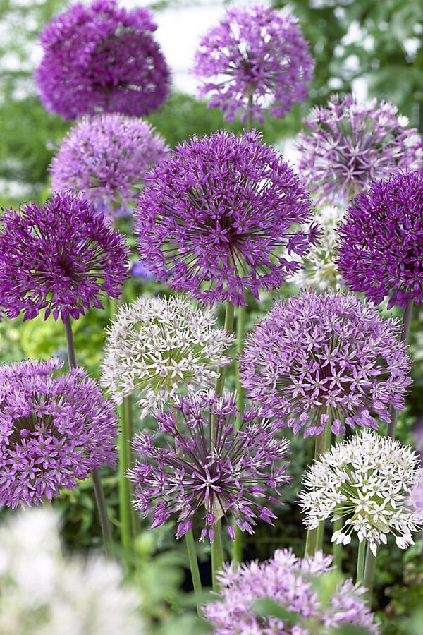 Wild About Allium Mix Plant Bulbs at Terrain