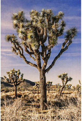 Foundry Select Views Of Joshua Tree IV