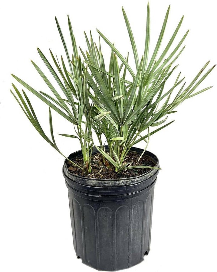 Wekiva Foliage Silver Saw Palmetto-3 Live Plants in 4 in. Growers Pots-Serenoa Repens 'Silver'-Native Ornamental Palm Tree