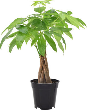 Arcadia Garden Products Live Money Tree in Pot