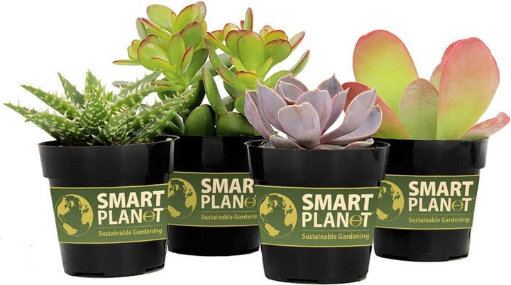 Smart Planet 2.5 in. Assorted Succulents Plants (4-Pack)