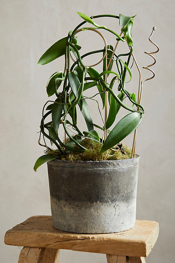 Brass Plant Supports